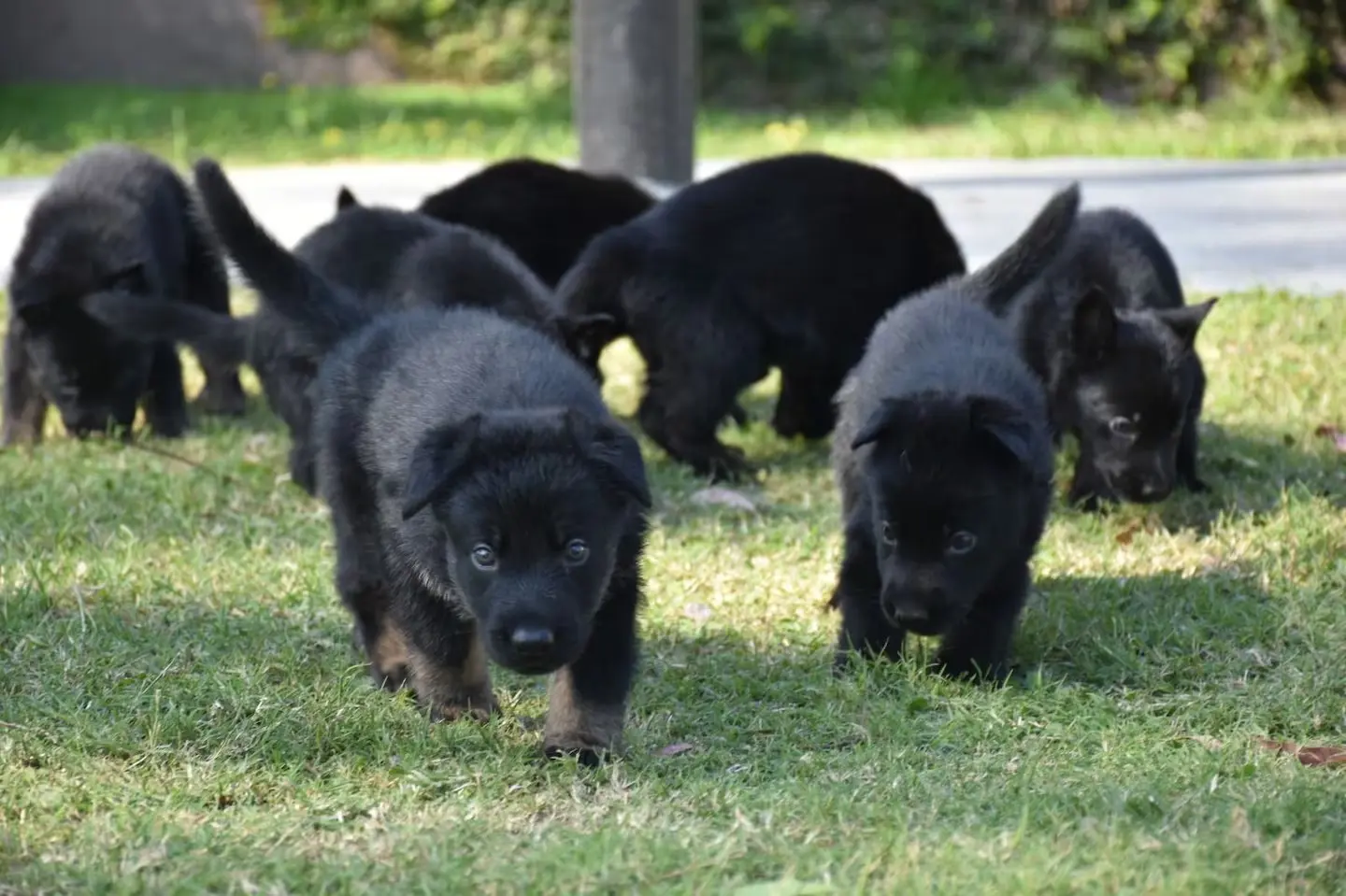 Nacieron ocho cachorritos antinarcóticos de la FPA.Por: Prensa FPA