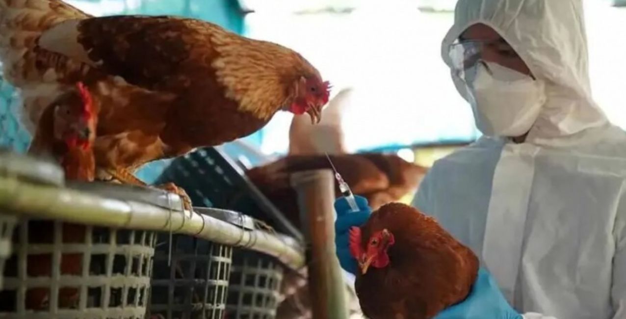 Buenos Aires: por gripe aviar sacrificaron 50 patos, gansos y gallinas en un lago de pesca