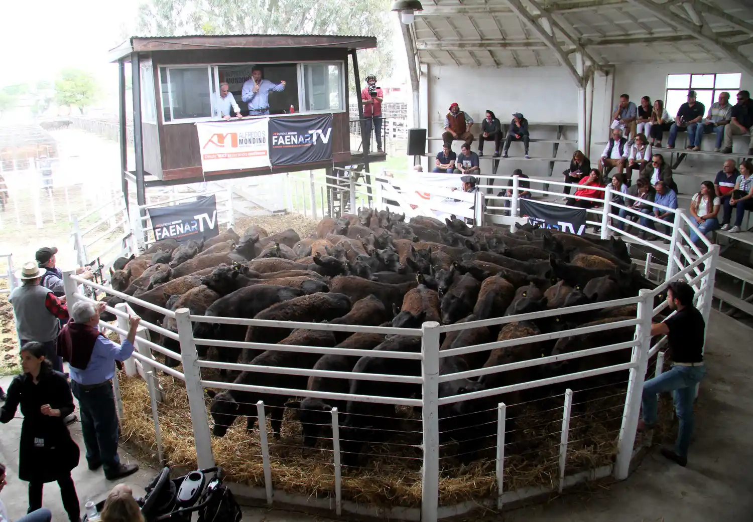 Una imagen del mar de teneros Angus en la pista de ventas de la Sociedad Rural de Tres Arroyos en el remate Destete de Primavera de 2024