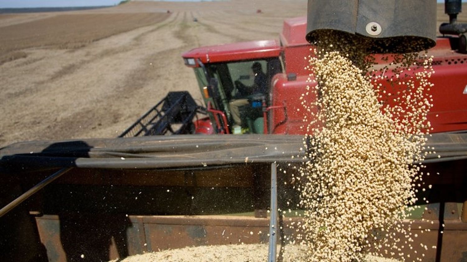 Sojadólares: se concreta alianza entre semillera Nidera y Cofco