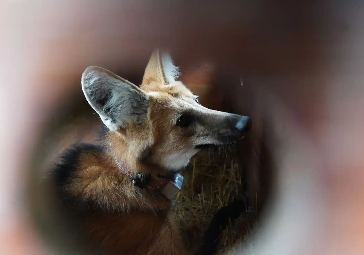 Aguará Guazu suelot los pumas centeno - 3