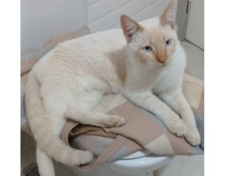 Buscan al pequeño Copito