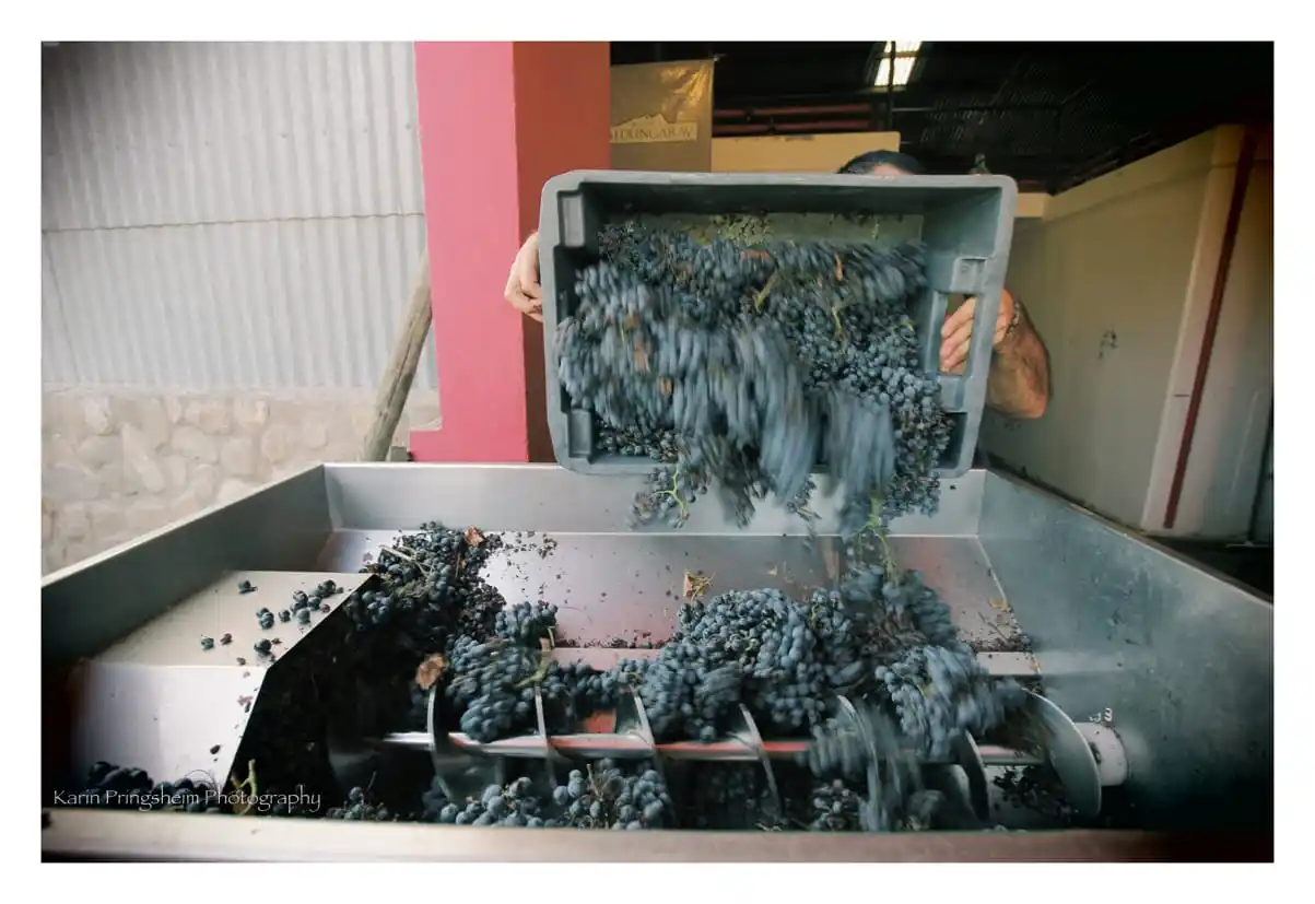 Producción vitivinícola en Buenos Aires: El desafío de crecer ante la falta de políticas públicas 