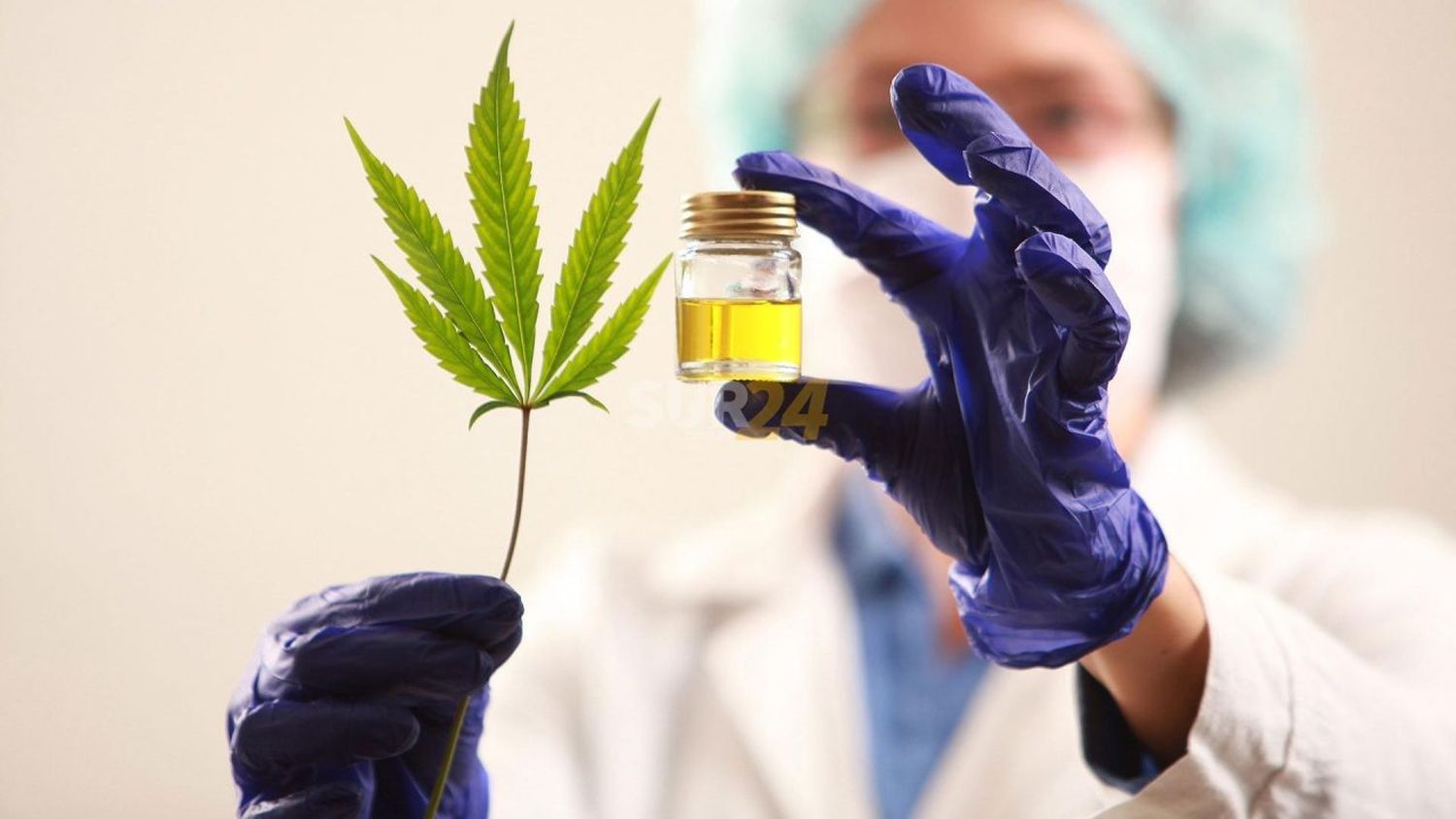 Santa fe avanza en la investigación y producción de cannabis para uso medicinal