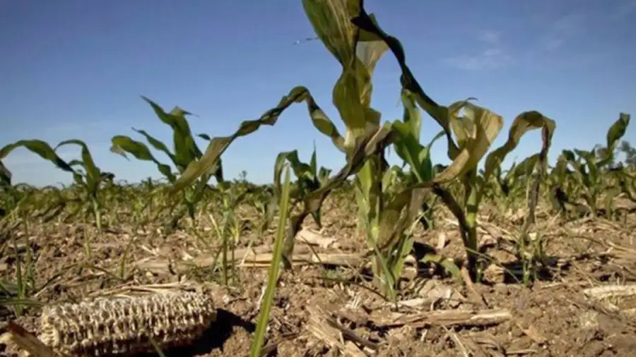 Declararon la emergencia agropecuaria en Entre Ríos