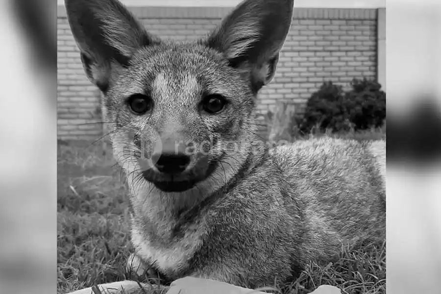 Triste desenlace para el zorro gris rafaelino: Vitto perdió la vida