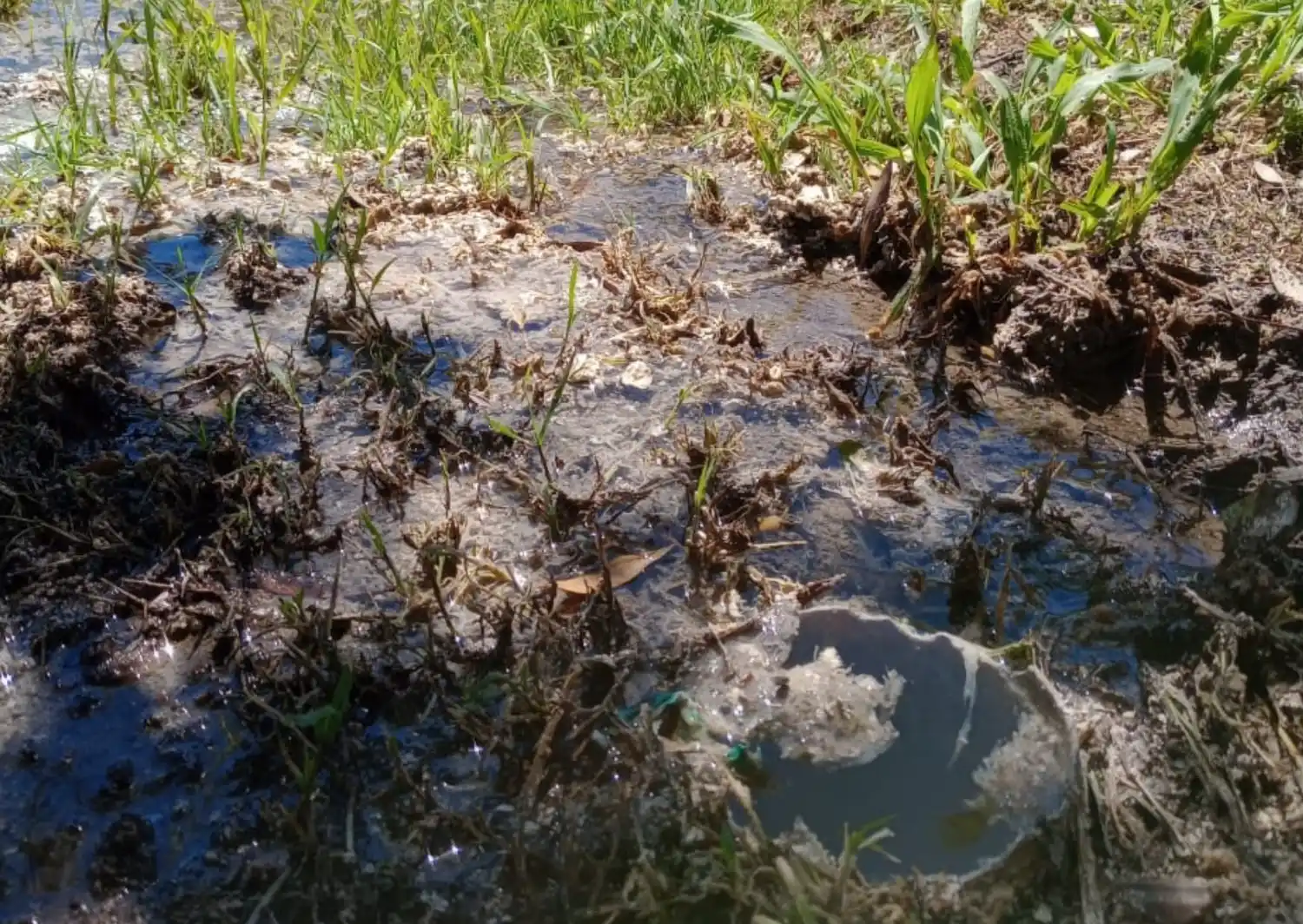 Cloacas tapadas en Esquiú al 200