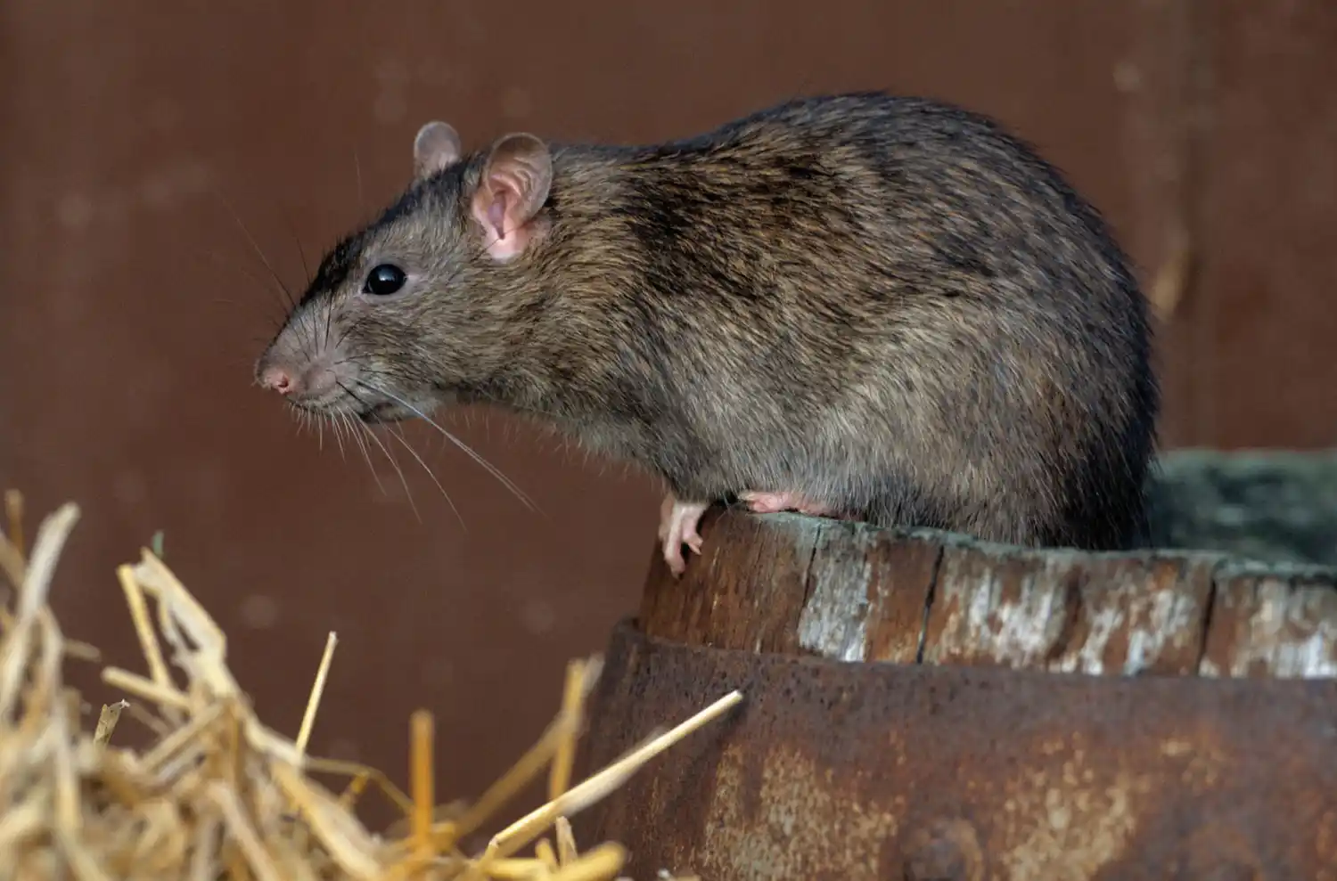 Alerta por Hantavirus en ciudades de la cuarta sección