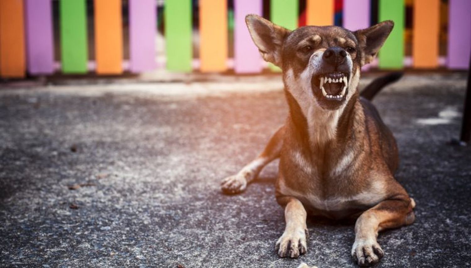 ¿Cómo defenderte del ataque de un perro?