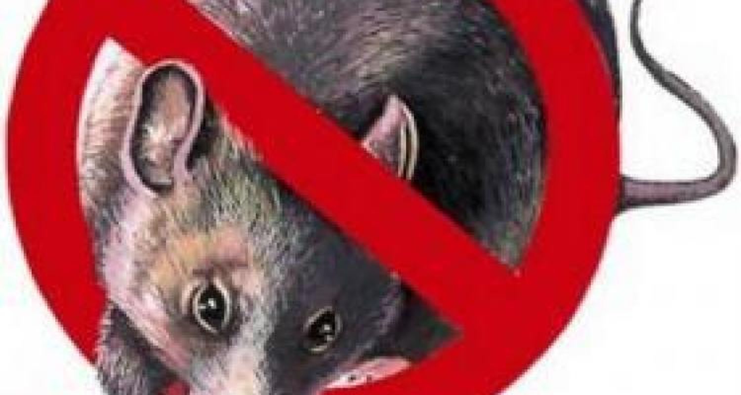 Fuera ratas y mosquitos