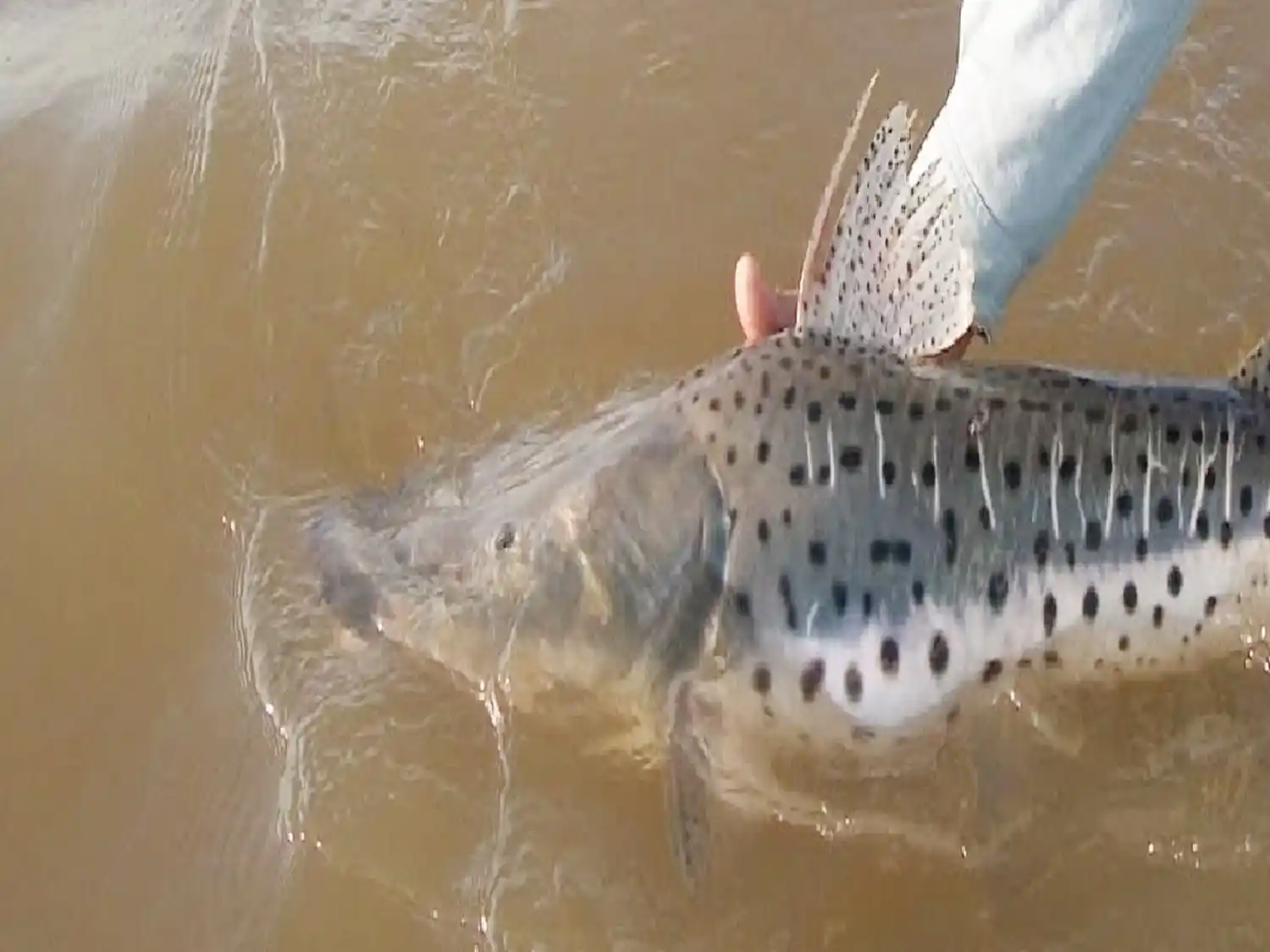 En Entre Ríos rige la veda para la pesca de surubí hasta el 15 de marzo