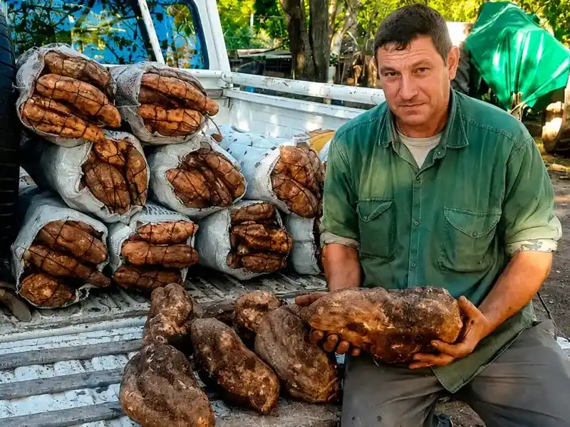 BATATAS GIGANTES