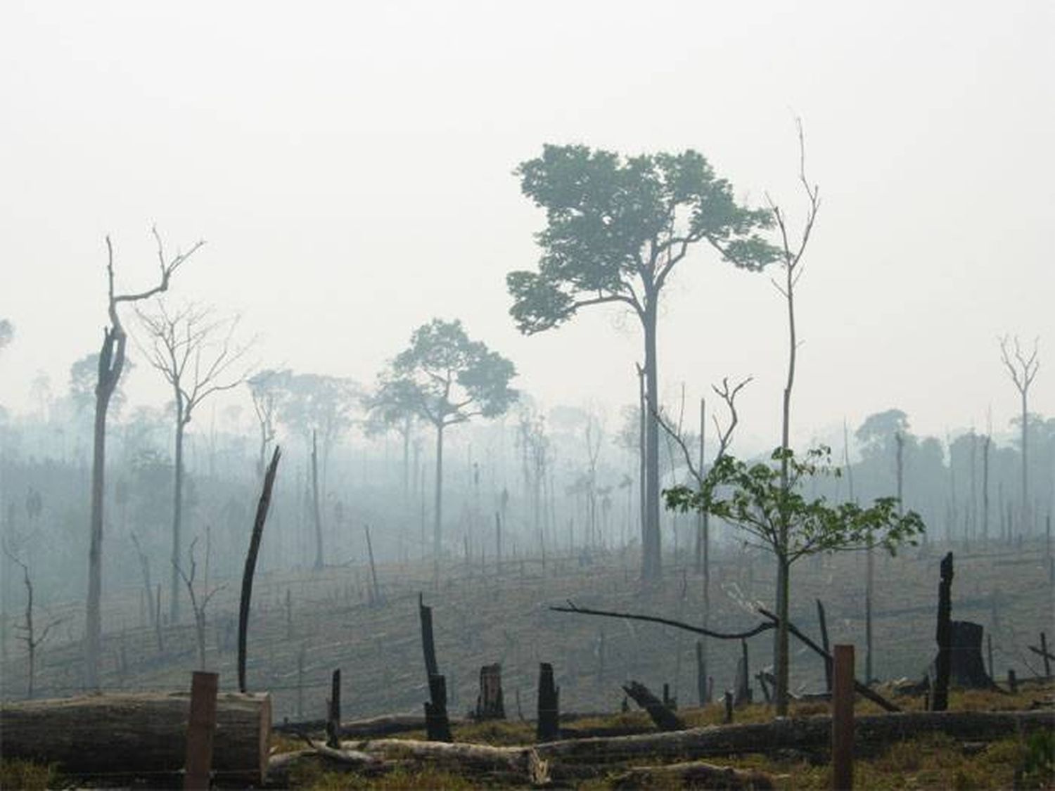 Ingenieros forestales también alertan sobre la deforestación