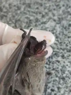 Se detectó un caso de murciélago positivo a rabia y se activa el anillo sanitario