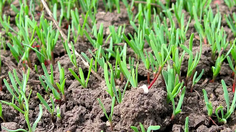 Nuevas claves en el control de Sanguinaria