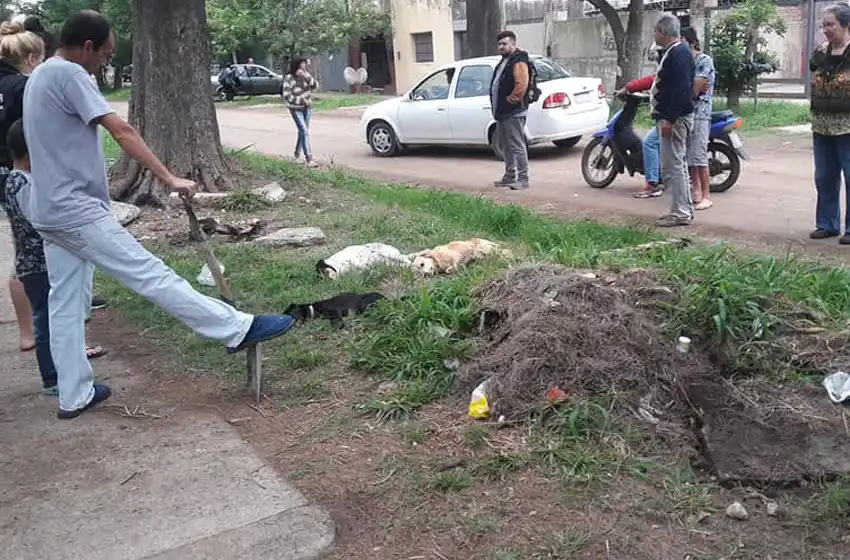 Envenenaron a los perros de un barrio y los vecinos denuncian que es «para liberar la zona y robar»