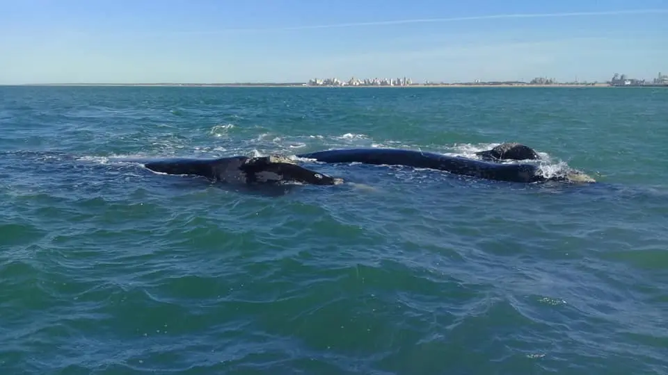 Lobos, focas y ballenas, temas de dos disertaciones