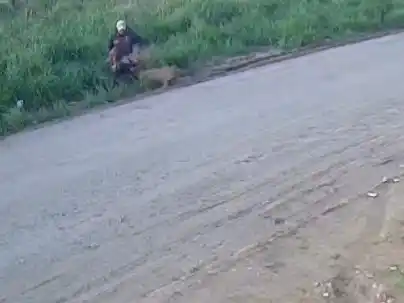Sigue la preocupación por pitbulls peligrosos en barrio Palermo: “Queremos evitar que agarren a un nene”