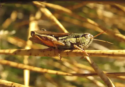 Control de la tucura en Laprida dio más de 90% de efectividad