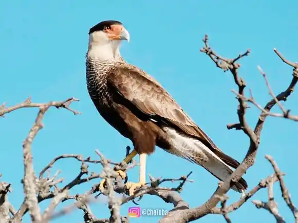 La plataforma ArgentiNat supera los dos millones de registros de naturaleza