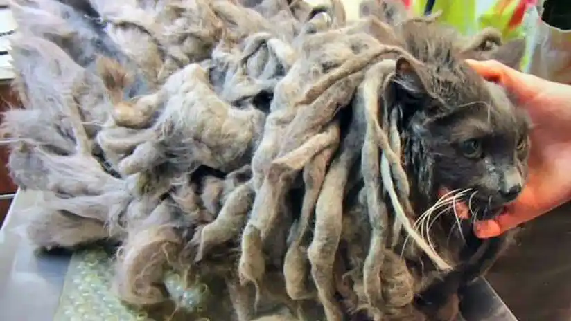 Bob Marley, el gato que vivió meses atrapado bajo 2 kilos de rastas