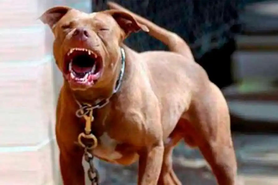 Rosario: un pitbull mordió a cinco personas y un policía le disparó para frenar el ataque