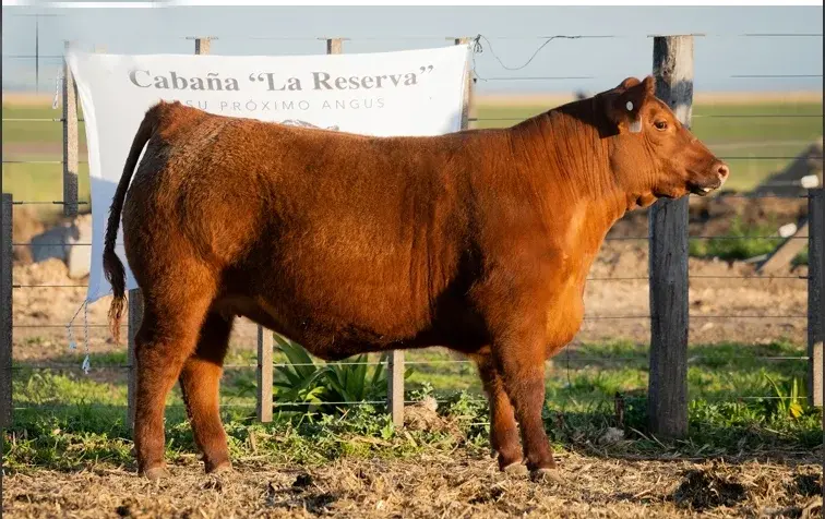 La Reserva no se reserva ninguna hembra