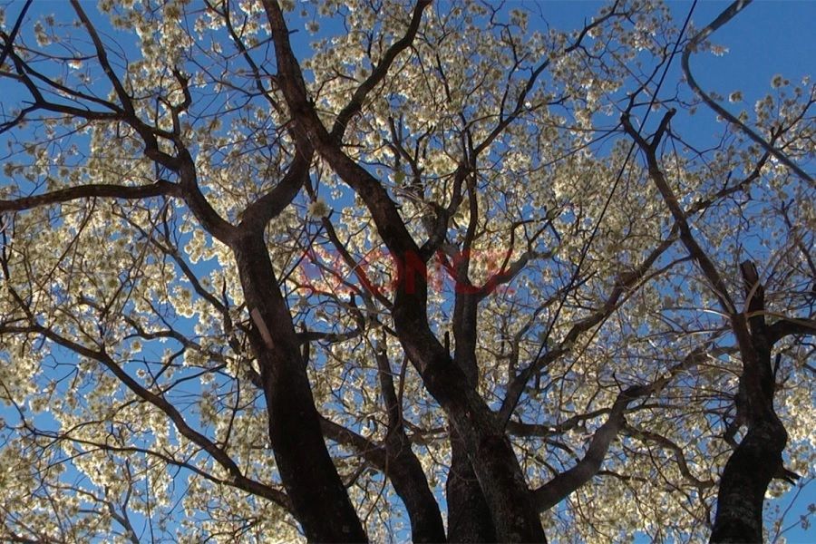El lapacho florece y anuncia el final del invierno en Argentina