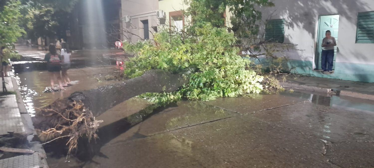 Caída de árboles en nuestra ciudad luego de los fuertes vientos en nuestra ciudad