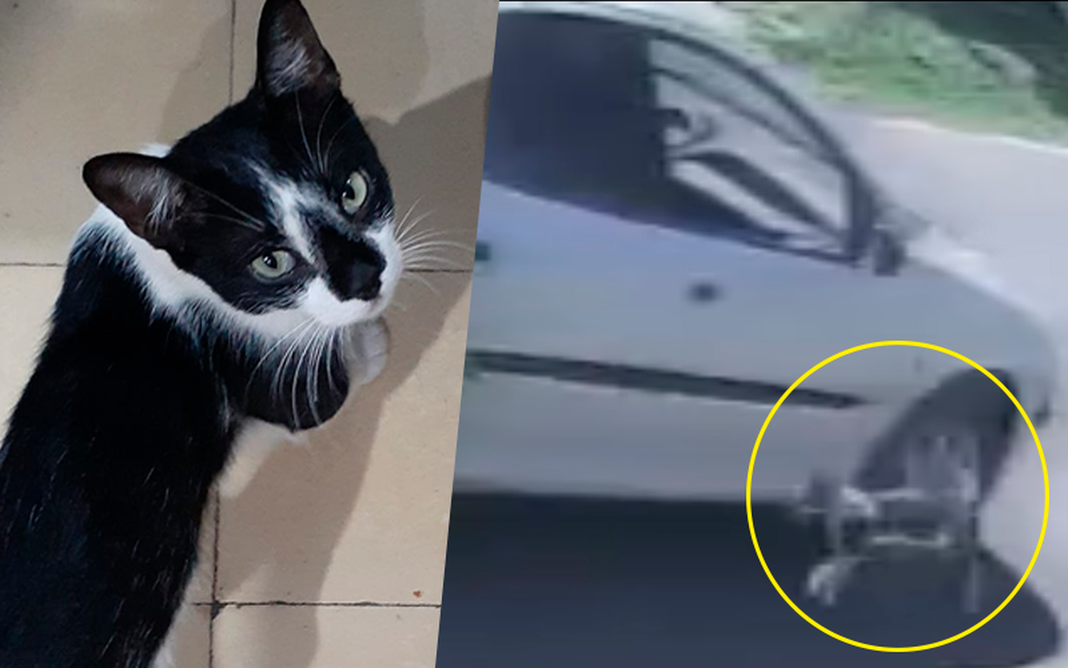 Piden colaboración para los gastos veterinarios de Coquito, el gato arrojado de un auto