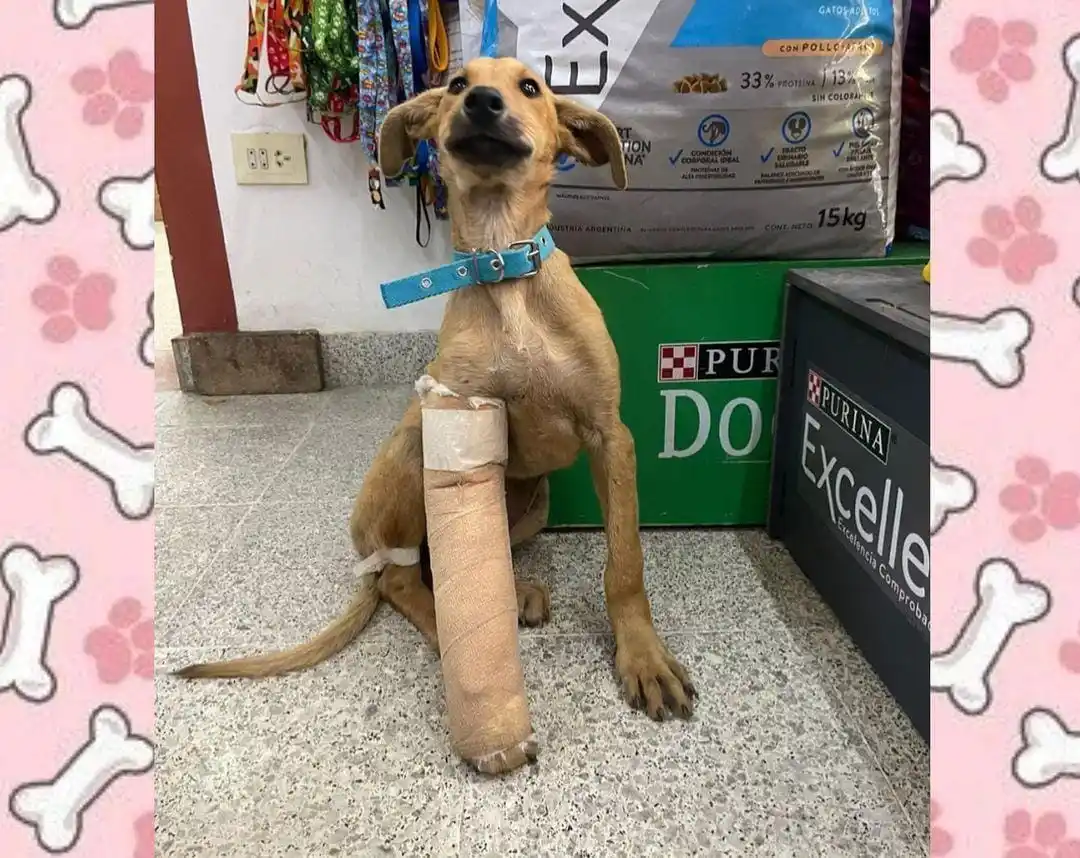 Los ángeles de Lucero: fue rescatada y se recupera