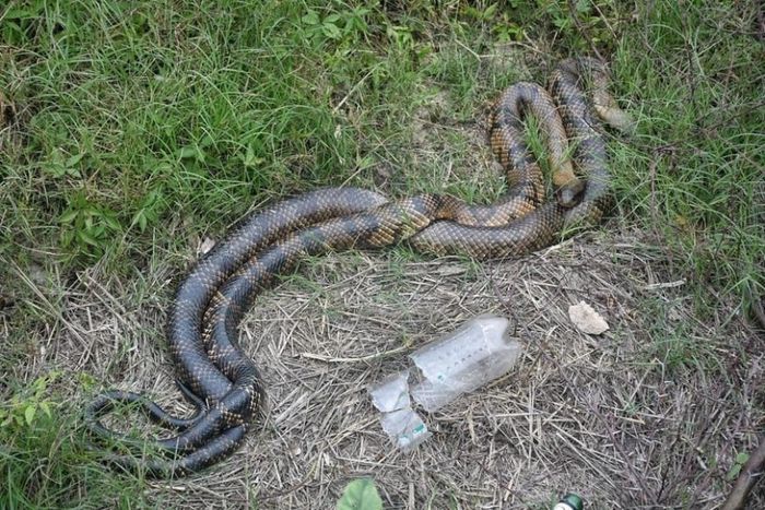 Por su aspecto y tamaño, parecen ser dos ejemplares de Curiyú. Crédito: Pablo Aguirre