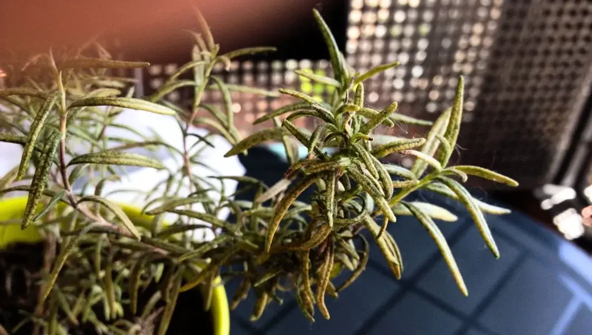 Cómo recuperar una planta de romero seca con un sencillo truco de jardinería