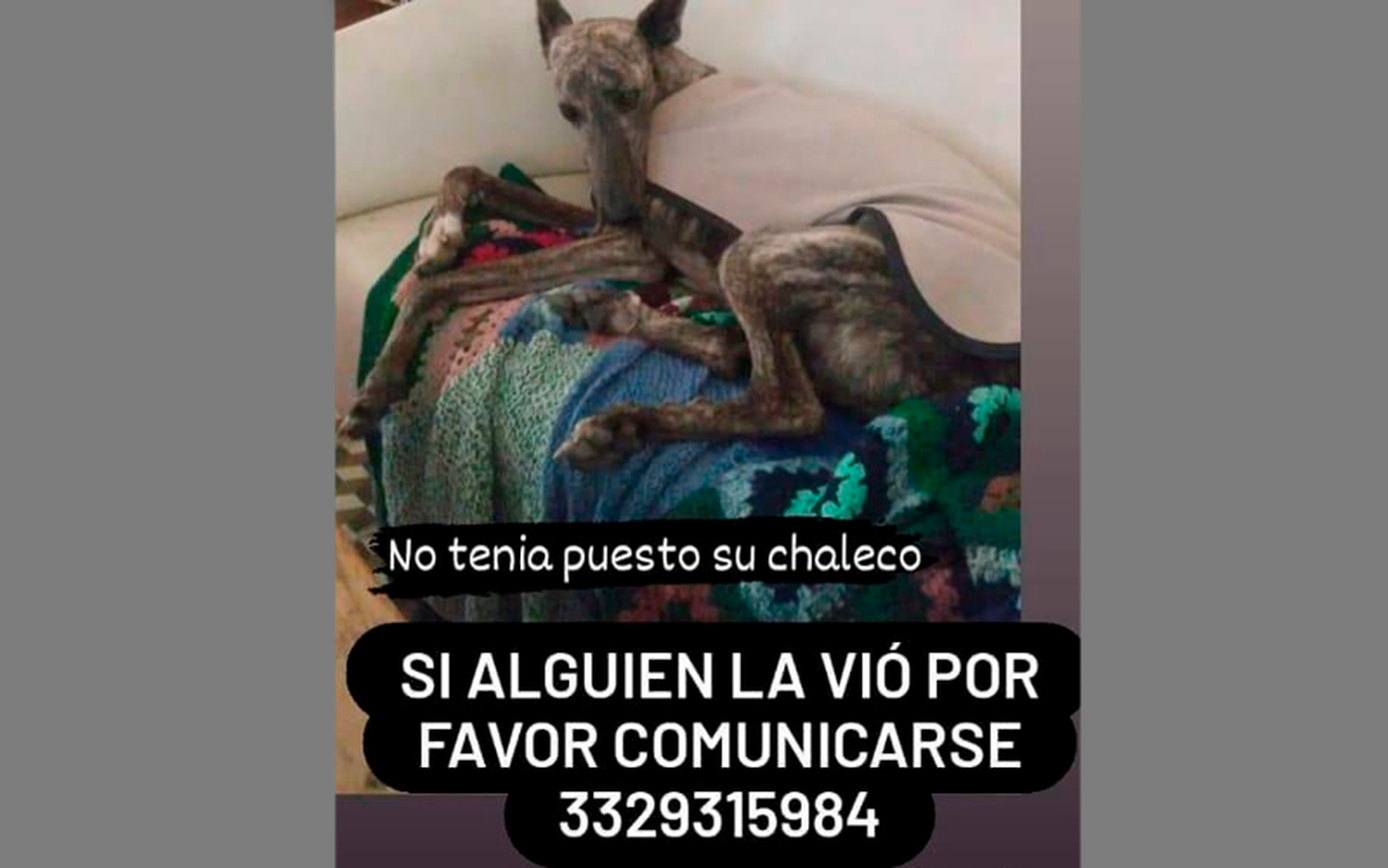La buscan: galga adulta de pelo atigrado