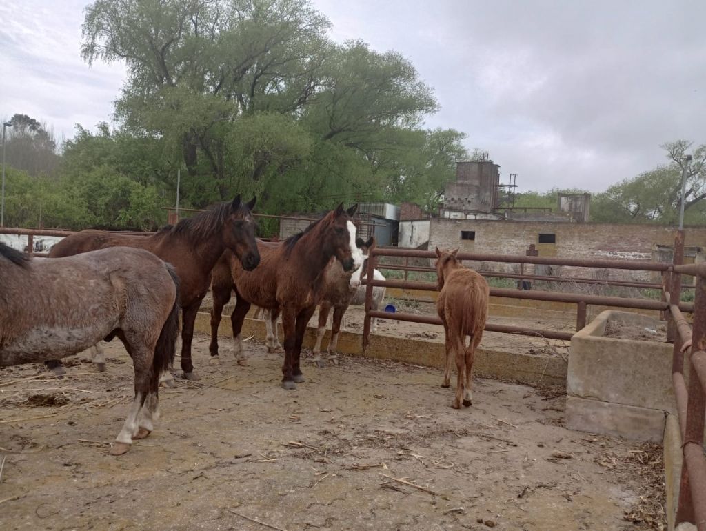 En General Madariaga y Villa Gesell secuestraron 36 caballos sueltos en la ruta 11: Ya causaron dos accidentes automovilísticos