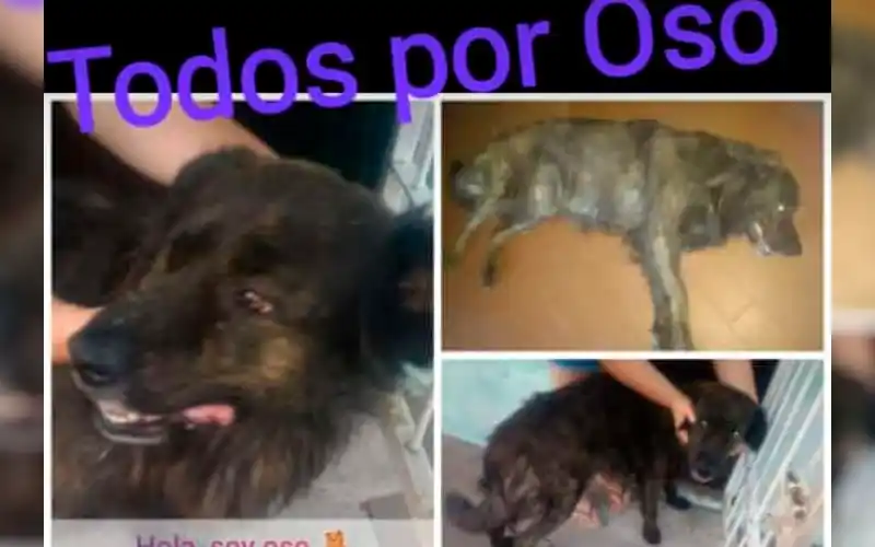 Oso busca hogar: “Mis dueños se fueron al cielo”