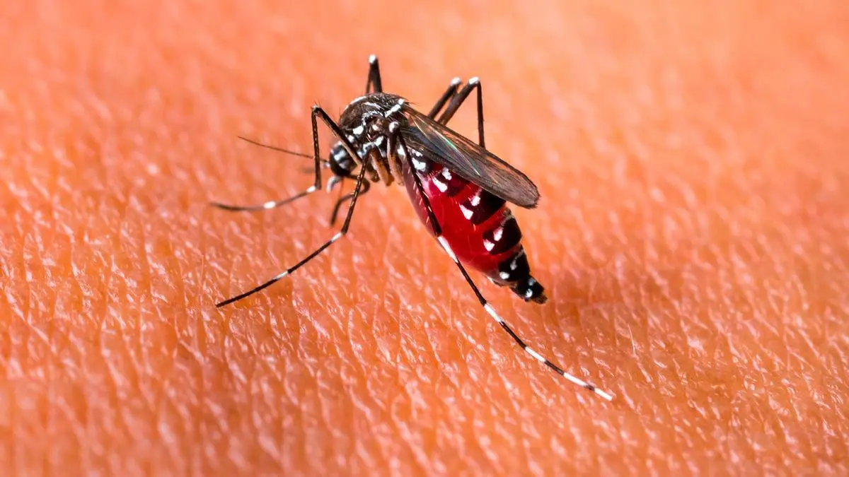 San Cayetano: confirmaron un caso positivo de dengue, el cual es importado
