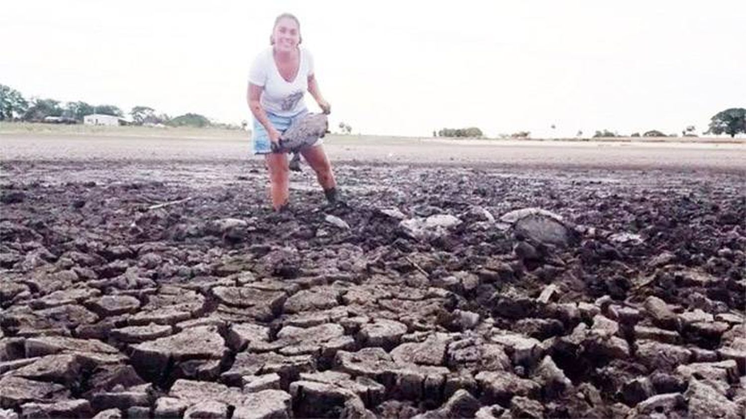 Familia rescató a 70 tortugas cubiertas con  barro, de una laguna que se secó