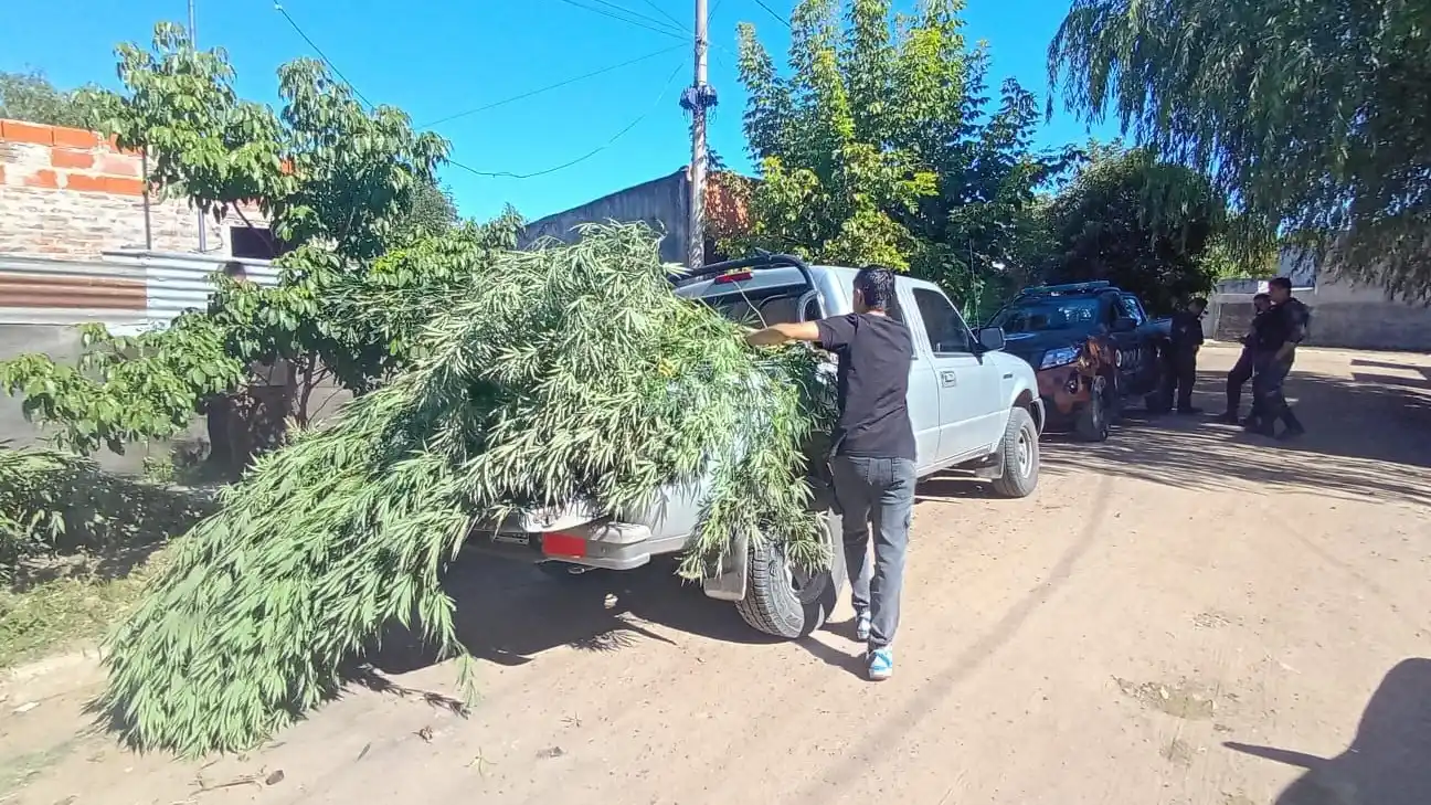 Lo allanaron por "amenazas" y le llevaron más de 10 plantas de marihuana de hasta 4 metros de alto