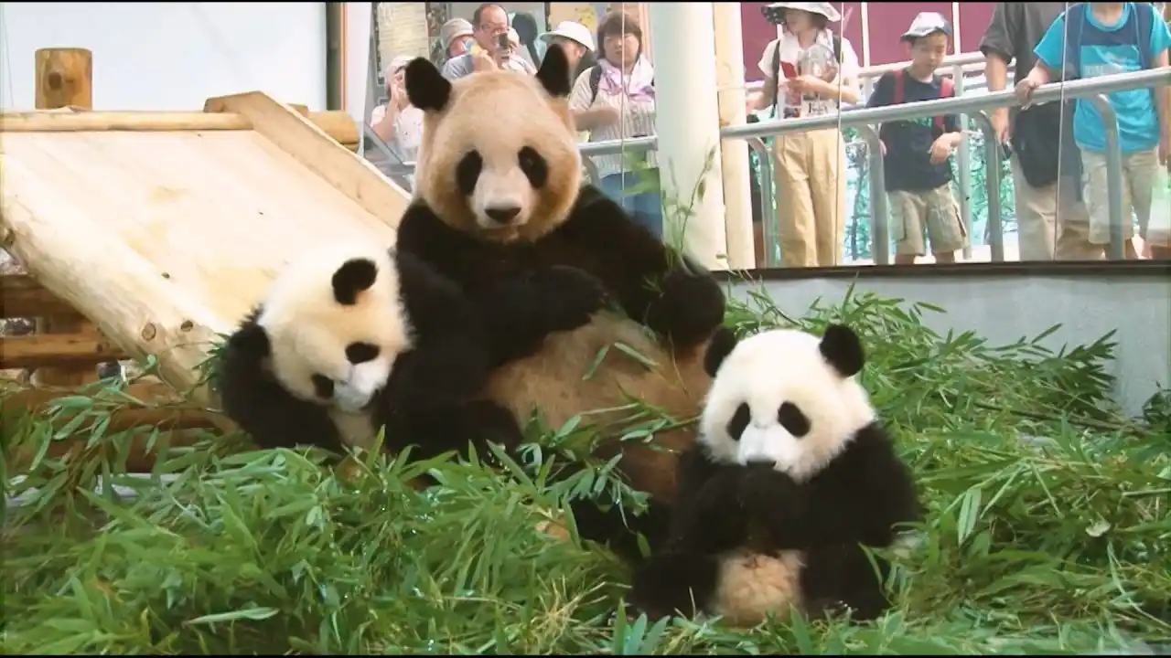 Japón se quedó sin pandas por primera vez en 50 años