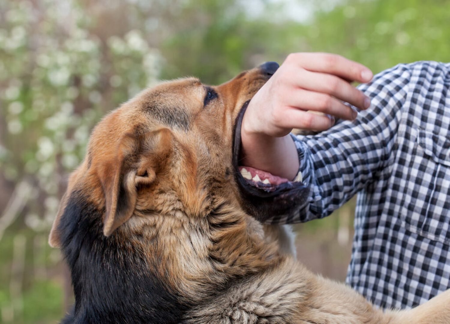 ¿Qué hacer si fuiste mordido por un perro?