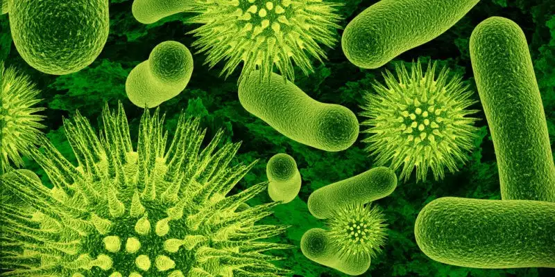 La biodiversidad del suelo contribuye de manera fundamental a la resiliencia de los ecosistemas frente a cambios ambientales y las perturbaciones.