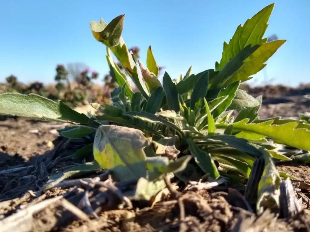 La vuelta de la labranza: el mal atajo para controlar malezas