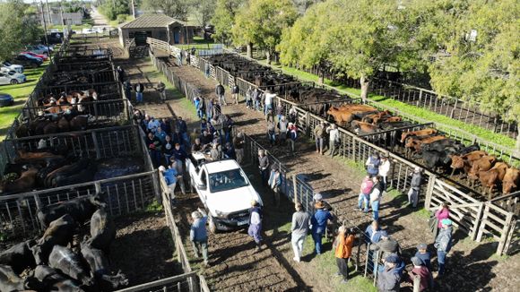 Consultora Ganadera tuvo mercado en el Especial de Otoño
