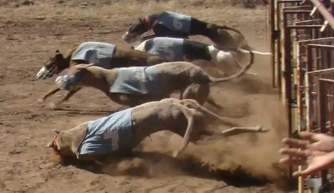 Marcharán en Paraná en contra de las carreras de galgos