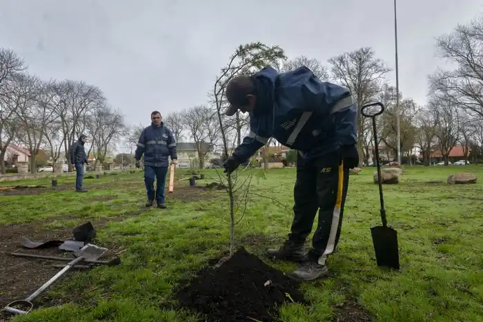 Revalorizar Mar del Plata: reforestan el Parque Primavesi - 1