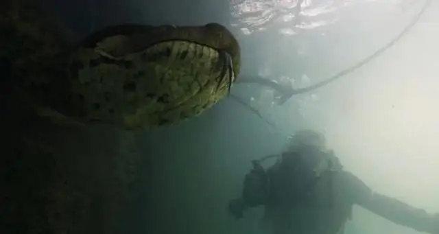 Buzos se toparon cara a cara con una anaconda de 7 metros