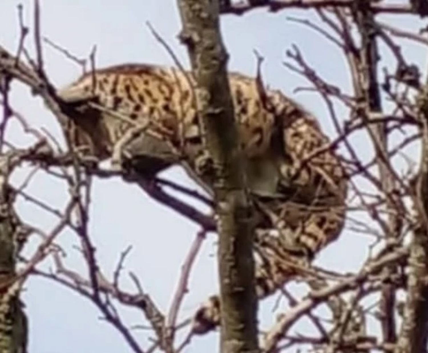 Temor por la aparición de gatos monteses en la Ruta 11 de Mar Chiquita