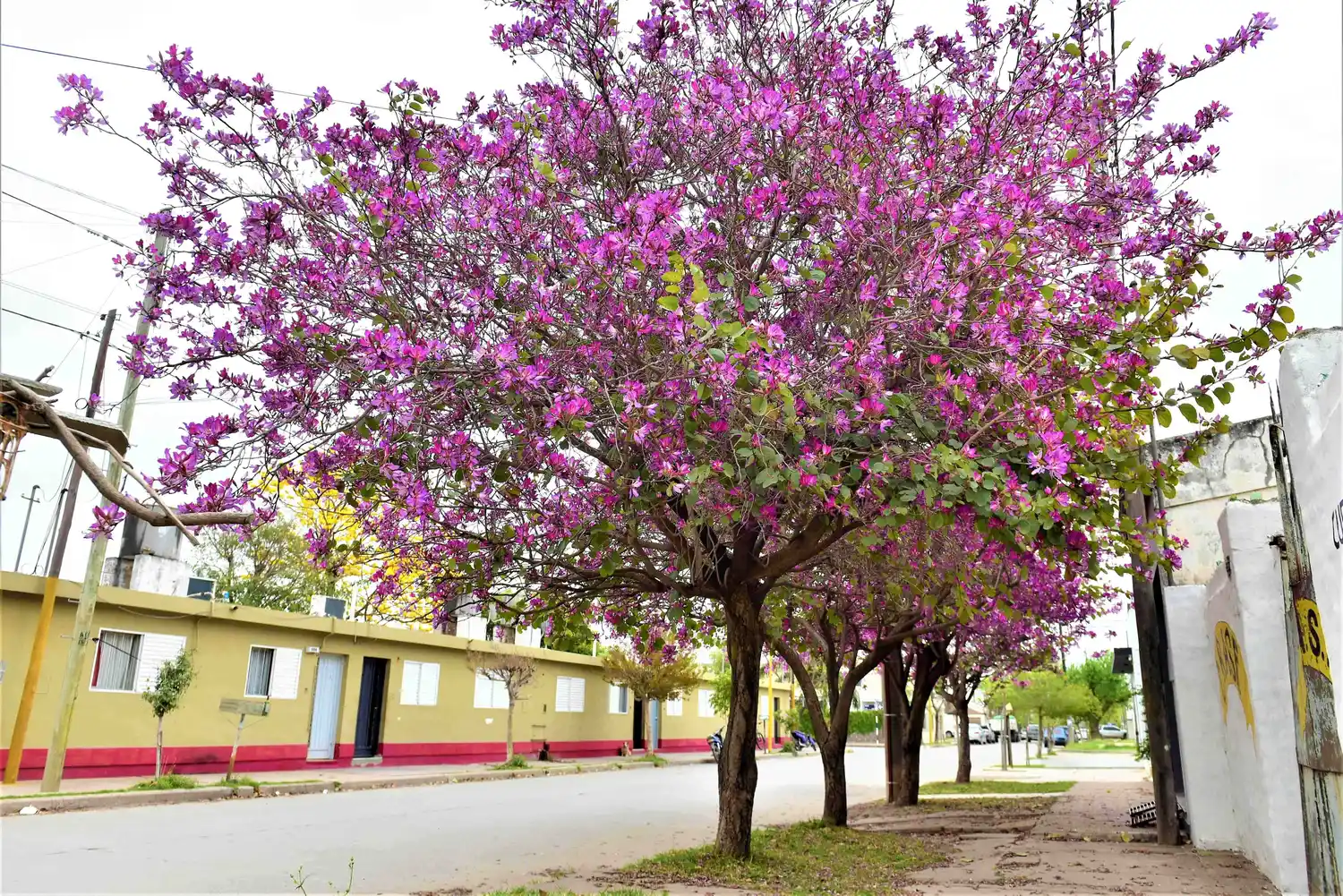 arboles san francisco