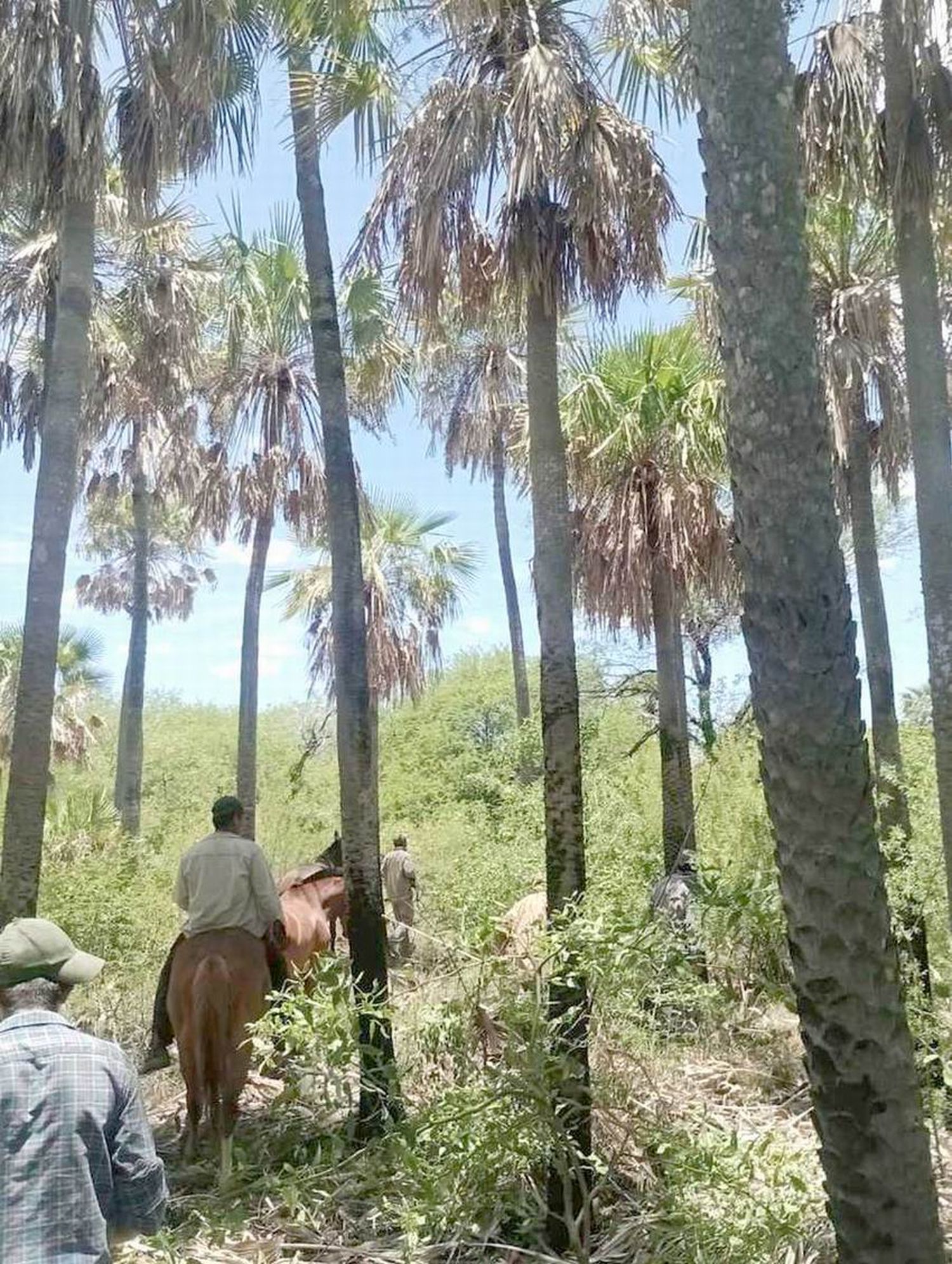 Tres caballos robados fueron
encontrados atados en el monte